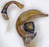 Pterostichus oenotrius